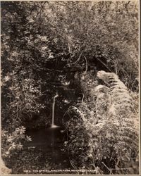 Spring in Rincon Park in Santa Rosa