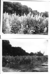 Two views of Burbank Delphiniums at Ignacio, California, May 12, 1931