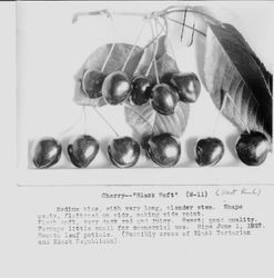 Identification of Luther Burbank cherry hybrid from the Gold Ridge Experiment Farm--single cherries (Black Soft (M-11)) with leaves