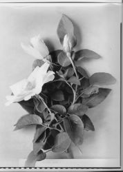 Several cut single Brubank rose E-4 stems with leaves, Santa Rosa, California, Sept 12, 1930