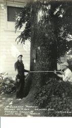 Man and woman measuring diameter of Burbank "Paradox" walnut tree at Burbank garden in Santa Rosa, California