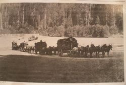 Wagons loaded with tan bark being hauled to a schooner on the Mendocino coast