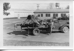 Graton, California cannery--Donald or Robert Hallberg with tree root, 1940s