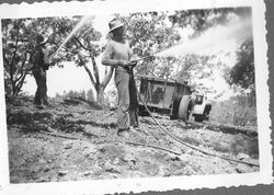 Harry Silva and his son Bill Silva spraying the apples orchard at the Silva Ranch on Cherry Ridge in Sebastopol, about 1944