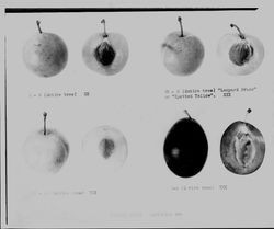 Plums and prunes--specimen sheet whole and halves