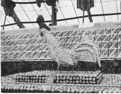 Gravenstein Apple Show display of a rooster made of sliced apples standing on a platform of whole apples sponsored by the Cunnigham District, about 1910