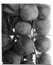 Plums on a branch--Plums K-22 Aug 1929, Elephant Heart