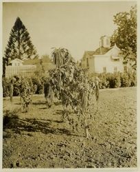 Several small Amaranthus trees in garden at Luther Burbank Home and Gardens in Santa Rosa