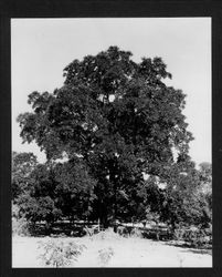 Burbank Royal Walnut tree--Sebastopol, Gold Ridge Experiment Farm, Summer 1930