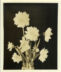 Coreopsis lanceolata grand--in Mason jar