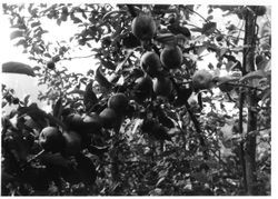 Red Gravensteins at Burbank Gold Ridge Experiment Farm