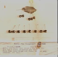 Display of Luther Burbank cherries identified as "New Productive" (Tree G-9), 1927