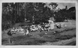 Hallberg Ranch chicken and unidentified woman