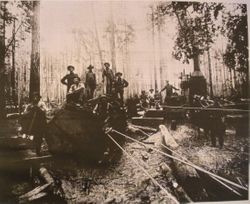 Donkey steam engine with spools and cables pulling logs out of woods in Mendocino County