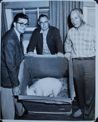 Phil Wetch and two unidentified men of the Sebastopol Lions Club with the Lions Club pig, about 1955 (Sebastopol Lions Club scrapbook photo)