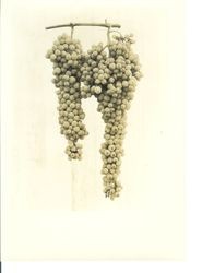 Identification of Luther Burbank grape hybrid from the Gold Ridge Experiment Farm--Burbank grapes (BB-6), 2 bunches on 1 stem, 1930