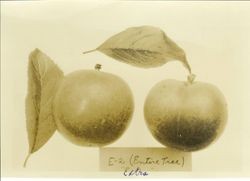 Two plums E-2 "Extra"