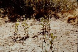 New plantings at Gold Ridge Experiment Farm by volunteers