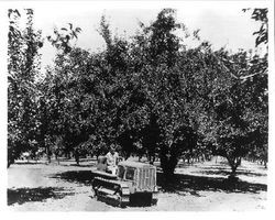 Mrs. Donald Osborne riding tractor in Mel Kaufman's apple orchard in Sebastopol, 1935