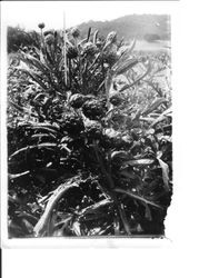 Burbank artichoke seedlings at Ignacio, Cal. May 12, 1931