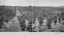 Panorama photo of rolling hills with berry plants