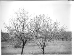 Various fruit trees in bloom at Burbank Gold Ridge Experiment Farm