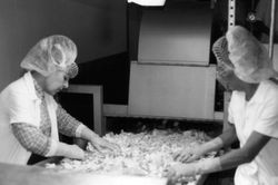 Vacu Dry workers at the apple slicer machine, about 1960