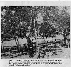 Louis R. Hart, on ladder and William M. Hotle (left) joint owners of Gold Ridge Orchards in Sebastopol, inspect fruit on Mr. Hart's home orchard