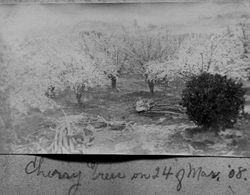 Two young girls seated in a cherry tree orchard in bloom, March 24, 1908