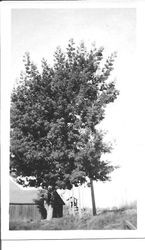 Large acacia tree at Mill Station Road in Sebastopol, location of the Rosebrook Farm owned by William and Leona Rosebrook