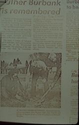 Newspaper article about the planting of trees near the Burbank Heights housing in Sebastopol, California, to commemorate Burbank's birthday