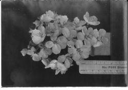 Cluster of cherry blossoms from Burbank Experiment Farm in Sebastopol