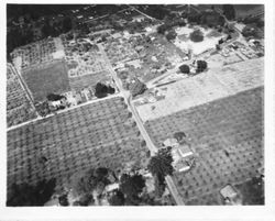Aerial photo of the Hallberg Graton home on Oak Grove Avenue at the bottom of the photo and surrounded by apple orchards, 1950