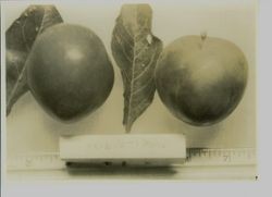 Two plums "Marie" with ruler, about 1930
