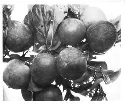 Plums "O-13 "XXA?" on a branch, about 1928