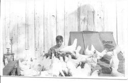 Harlan Howard feeding chickens at the Harry Rosebrook farm in Sebastopol, California, 1920s