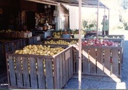 Marcia Hallberg with boxes of apples at the entrance to the Hallberg Apple Farm roadside stand, 1982