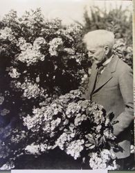 Luther Burbank standing amidst boughs of blossoms and folliage at the Gold Ridge Experiment Farm in Sebastopol, 1920s