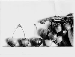 Identification of Luther Burbank cherry hybrid from the Gold Ridge Experiment Farm--cherry clusters (1909 Fine)