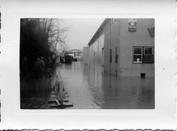 Flooded streets of east Sebastopol around the Sebastopol Road and Laguna area by the Apple Time processing plant, 1951