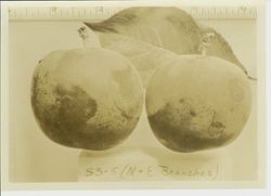 Plums (two plums with ruler at top) SS-5 (N & E branches), circa 1930