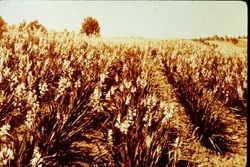 Field of Luther Burbank grown flowers at his Gold Ridge Experiment Farm in Sebastopol