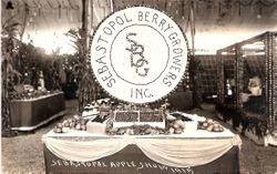 1915 Gravenstein Apple Show display of Sebastopol Berry Growers, Inc. SBG
