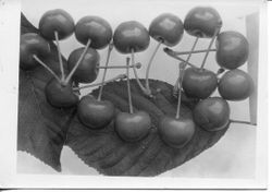 Burbank cherry identified as 'South Giant' 1928