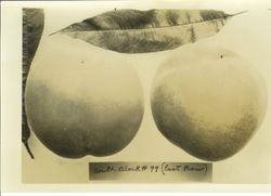 Two plums from south block # 99, (east row)