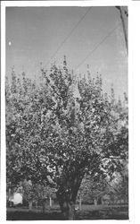 Wills Cherry trees in bloom on the farm of William and Leona Rosebrook in Sebastopol, about 1920