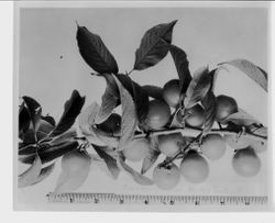 Plums on a branch with a ruler at bottom and caption, "Cranberry Plum MM 66 (entire tree)," 1928