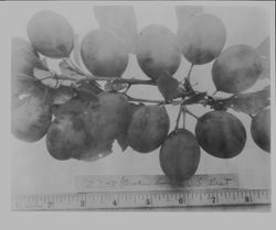 Plums on a branch with a ruler at bottom and caption, "ZZ-8 (Broken limb) L.C.S. Best Prune," 1928