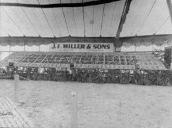 Circa 1930 Gravenstein Apple Show display by J. F. Miller & Sons, Healdsburg and Forestville