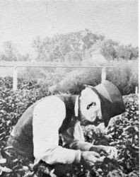 Luther Burbank personally tended his plants and flowers until his death in 1926